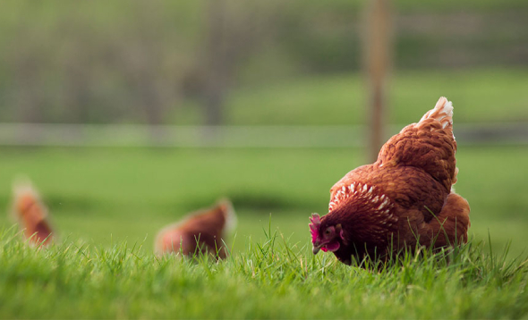 Organic Free Range Eggs